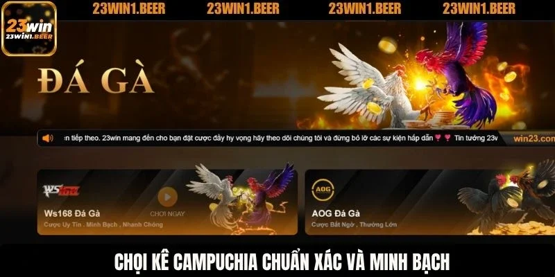 Chọi kê Campuchia chuẩn xác và minh bạch