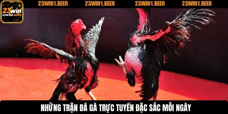 Những trận đá gà trực tuyến đặc sắc mỗi ngày