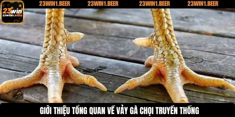 Giới thiệu tổng quan về vảy gà chọi truyền thống
